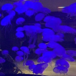 Meet your Posher, Norma